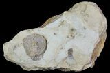 Rare Edrioasteroid (Lepatocystis) Fossil - Brandon, Iowa #68861-1